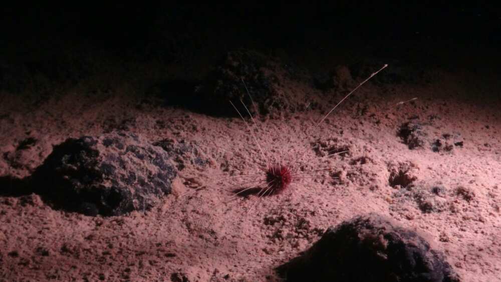 An abyssal urchin Plesiodiadema globulosum, an invertebrate found in the depths of the Clarion-Clipperton Zone (CCZ) in the Pacific Ocean An abyssal urchin Plesiodiadema globulosum, an invertebrate found in the depths of the Clarion-Clipperton Zone (CCZ) in the Pacific Ocean